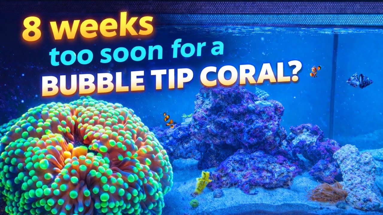 Can a New Fluval Saltwater Aquarium Sustain Bubble Tip Coral? #fishkeepinghobby #saltwateraquarium
