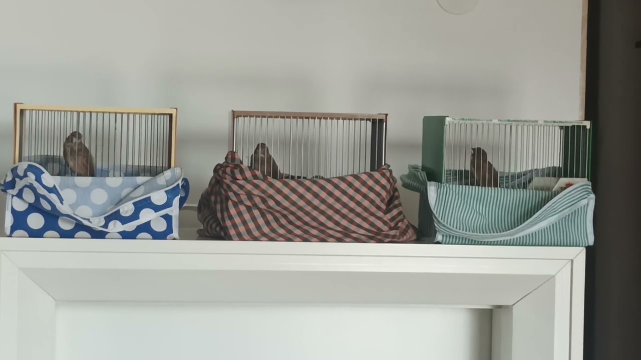 motivación de pardillo para Noveles aprendizaje,