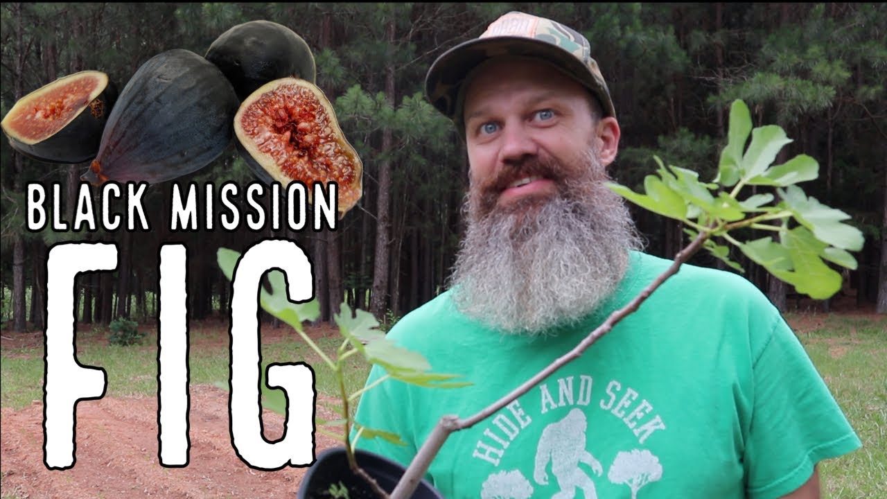 Planting a Black Mission Fig in 8a - EP 161
