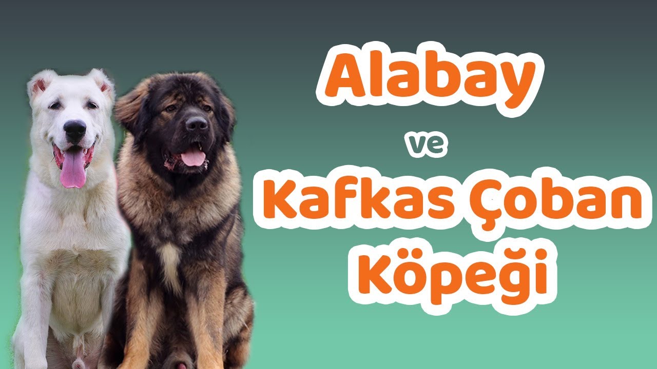 Alabay ve Kafkas Çoban Köpeği Karakteri, Eğitilebilirlik Durumu, Yaşam Koşulları, Bakımı