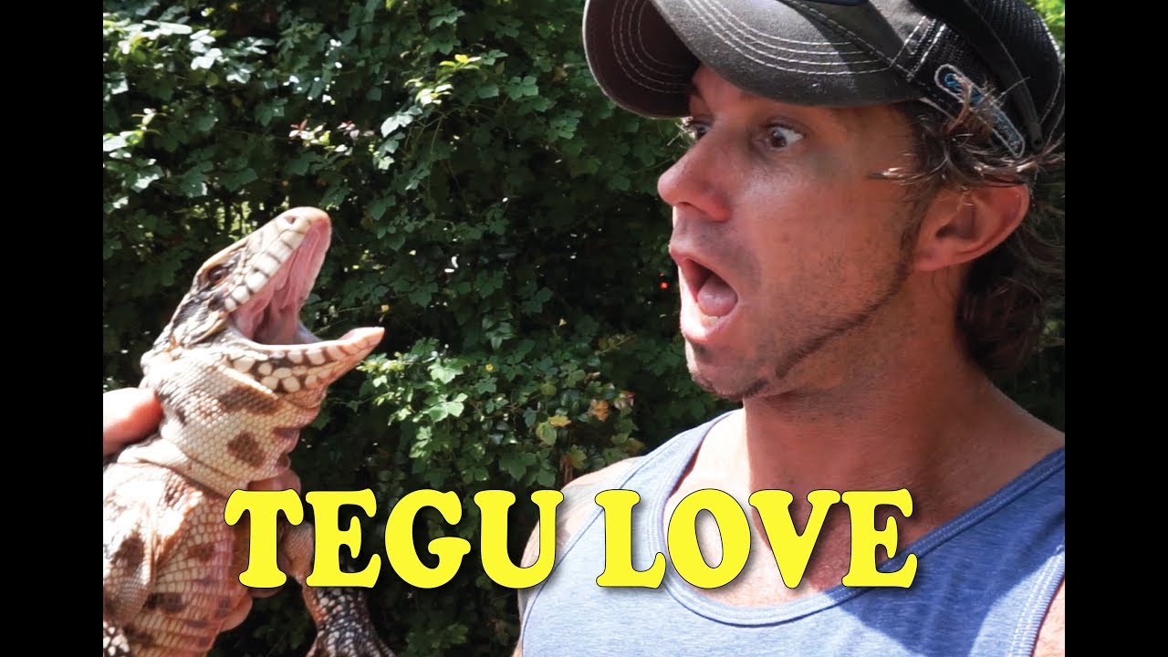 TEGU LIZARDS AND CARE!!