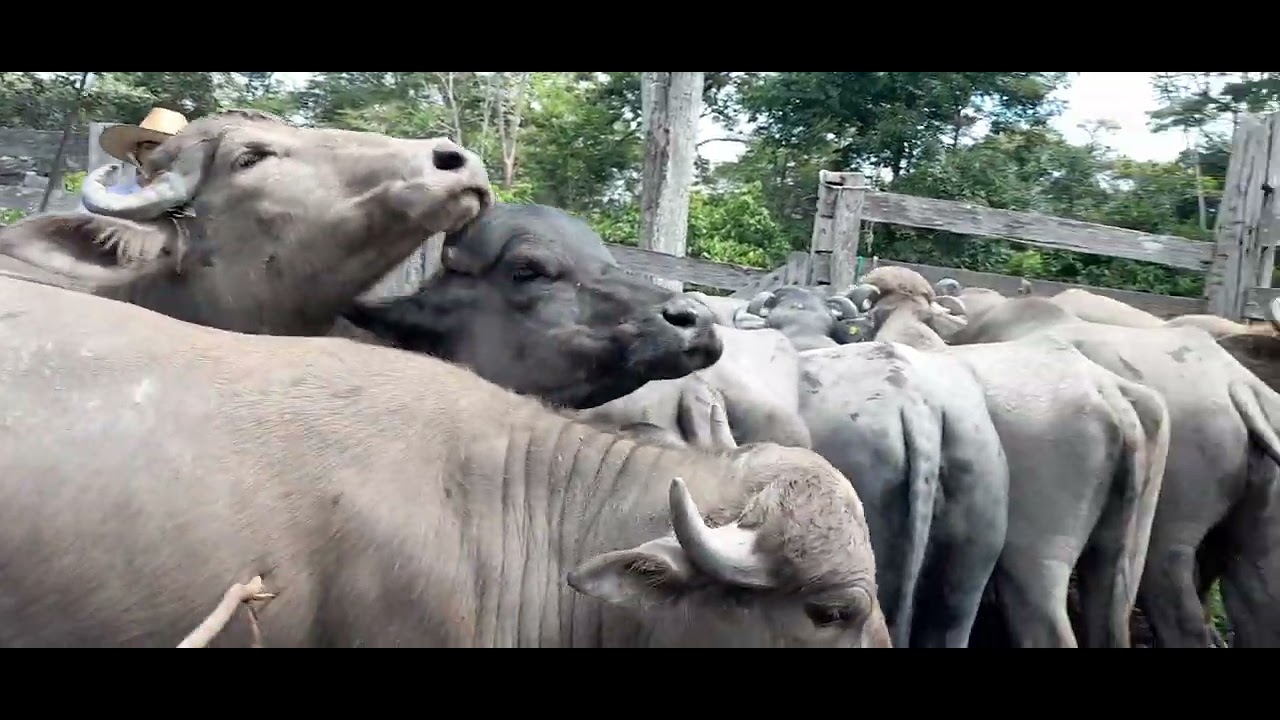 Fazendo a apartaçao dos bezerros búfalos 🐃. 
