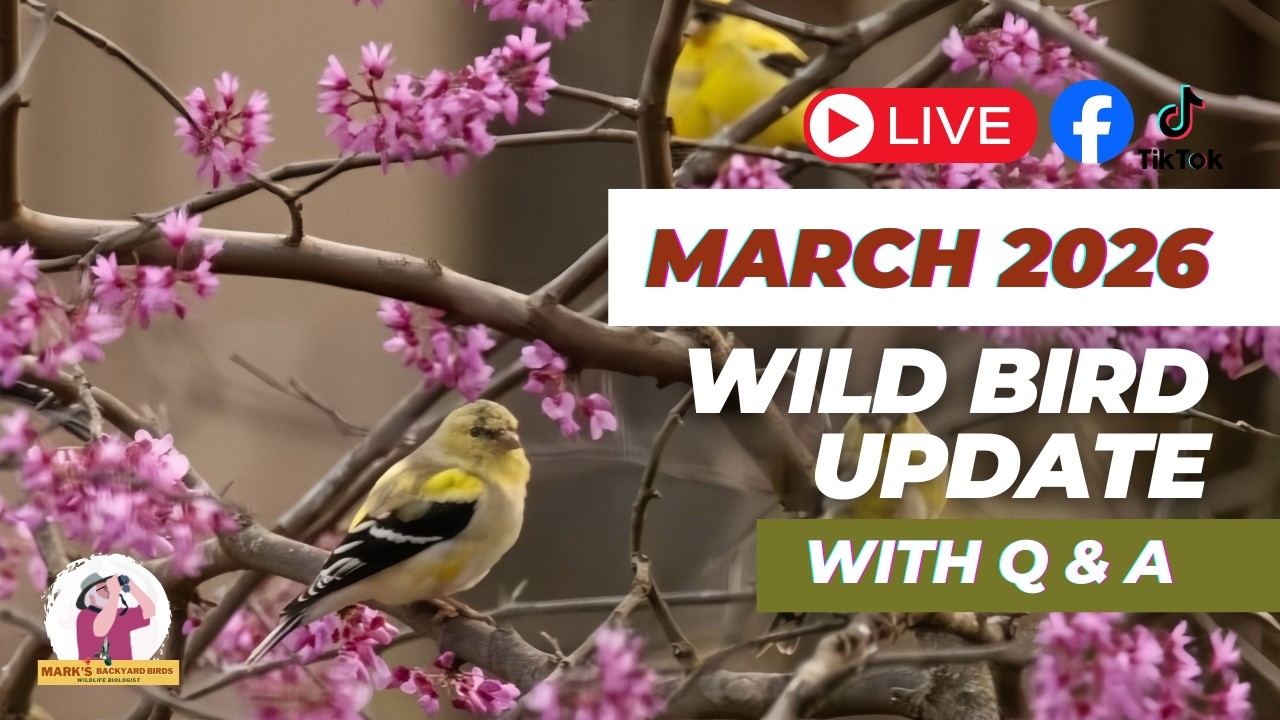 What Birds Are Doing in March | Spring Bird Behavior & Migration Update (Live Q&A)