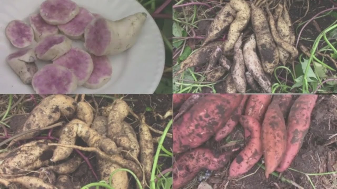 3 Sweet Potato Harvests - Okinawan Purple, Yellow Jersey, Store Bought