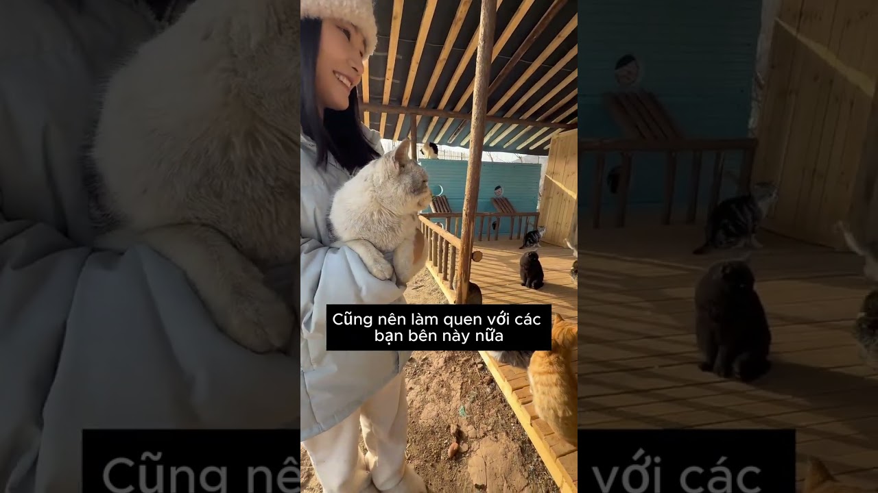 Chú mèo hoang ở chợ cá và cải tạo nhà cho hàng trăm chú mèo hoang. #shorts #shortvideo #meow #cat