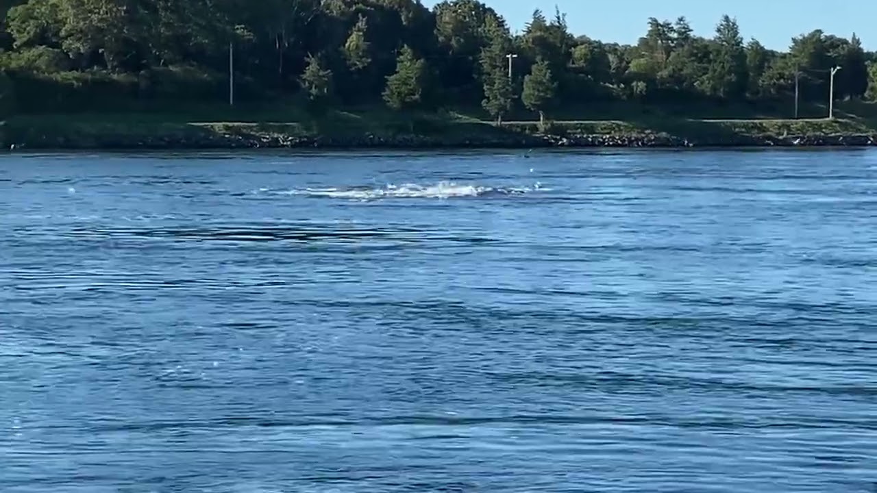 Striped bass blitz - Cape Cod Canal