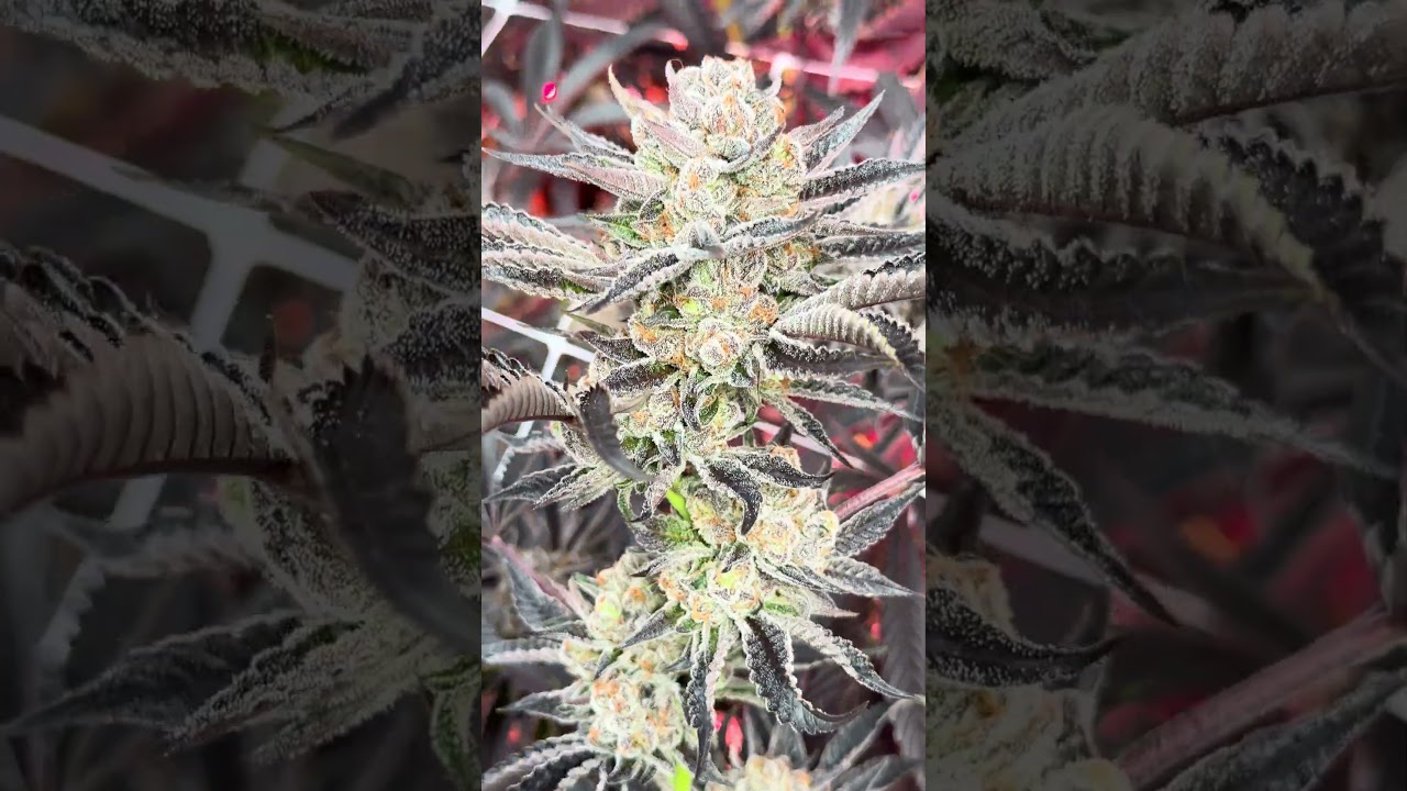 Mixed Light on a level of its own! Harvest videos dropping Saturdays @7am