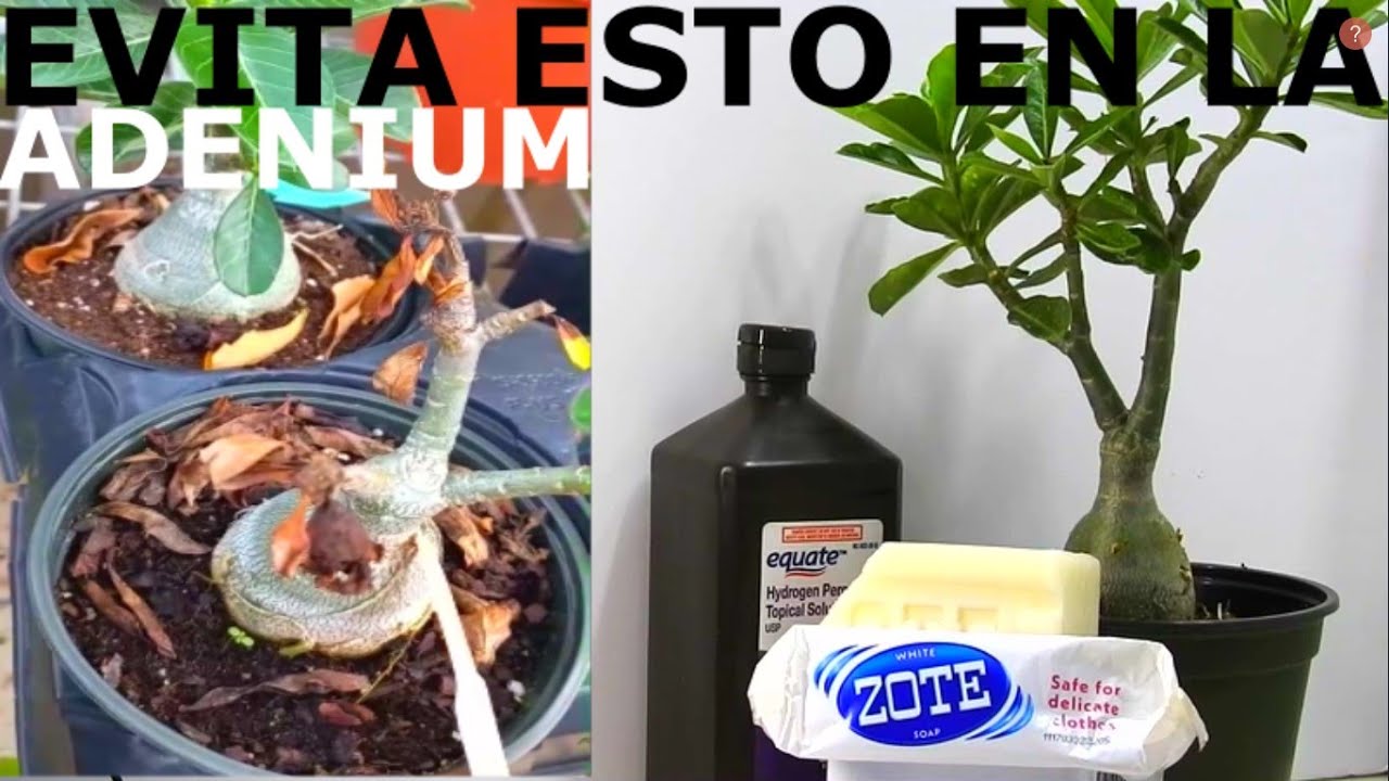 EVITA ESTO EN LA ROSA DEL DESIERTO O ADENIUM