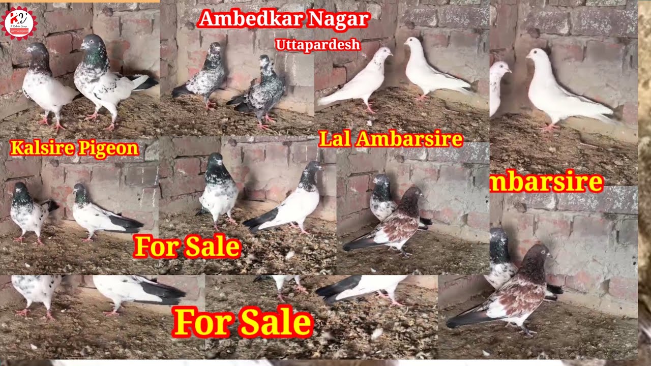 TopQuality Kalsire LalChhapdar Ambarsire Kabootar ForSale 98924 25855 @KkabutarGroup 