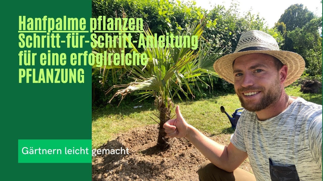 Hanfpalme pflanzen - Schritt-für-Schritt-zur einer erfolgreichen Pflanzung 🌴