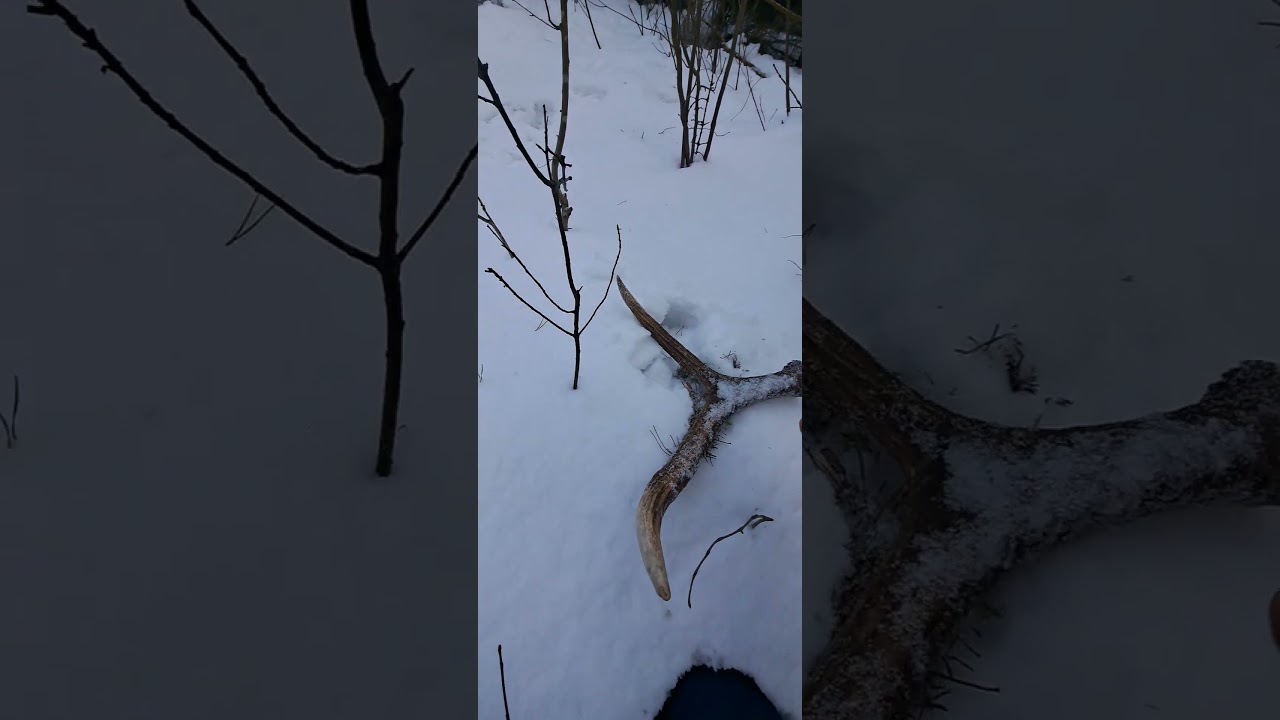 14.02.2026-widłak z Łosia