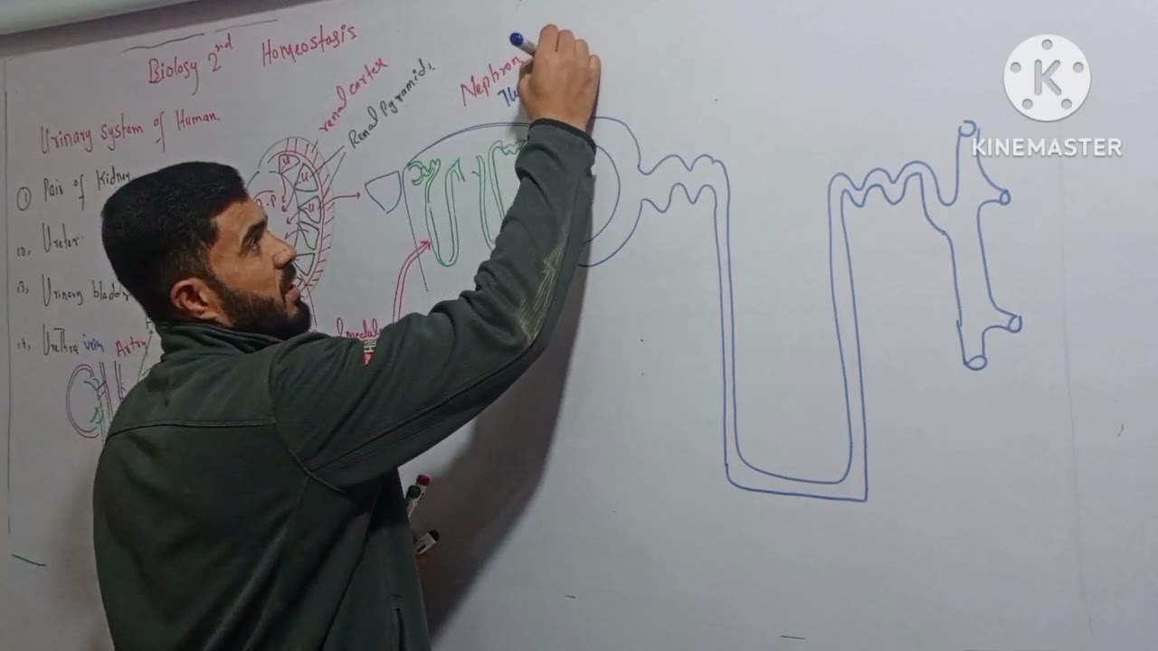 L-4 Urinary system of man and structure of nephron