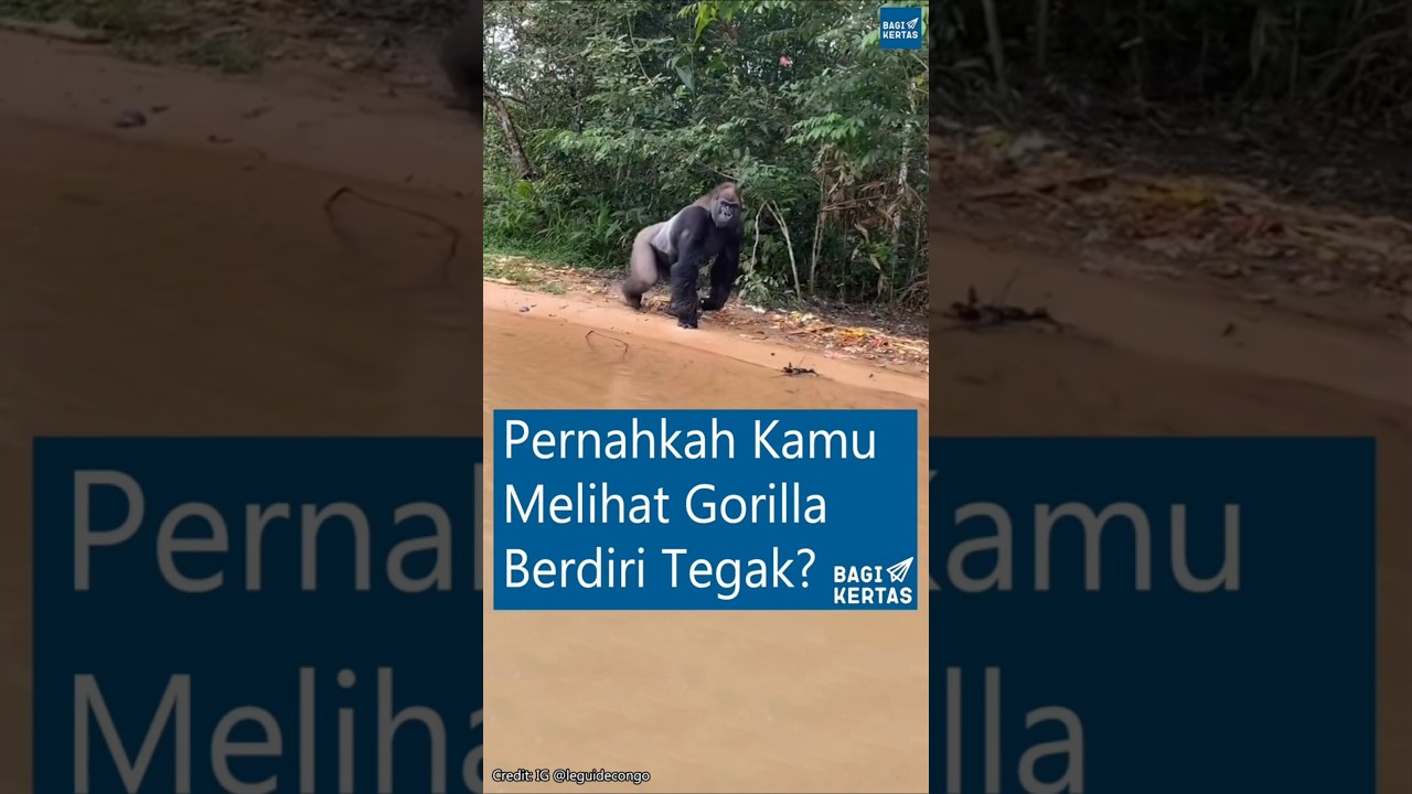 Langka! Melihat Gorilla Berdiri Tegak