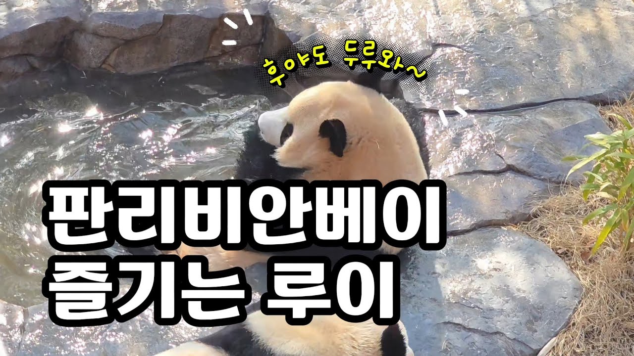 현장영상 🎦판리비안베이 즐기는 루이 | 혼자서도 잘 먹는 후이🎦 💕🐼루이바오🐼후이바오💕 🗓20260304