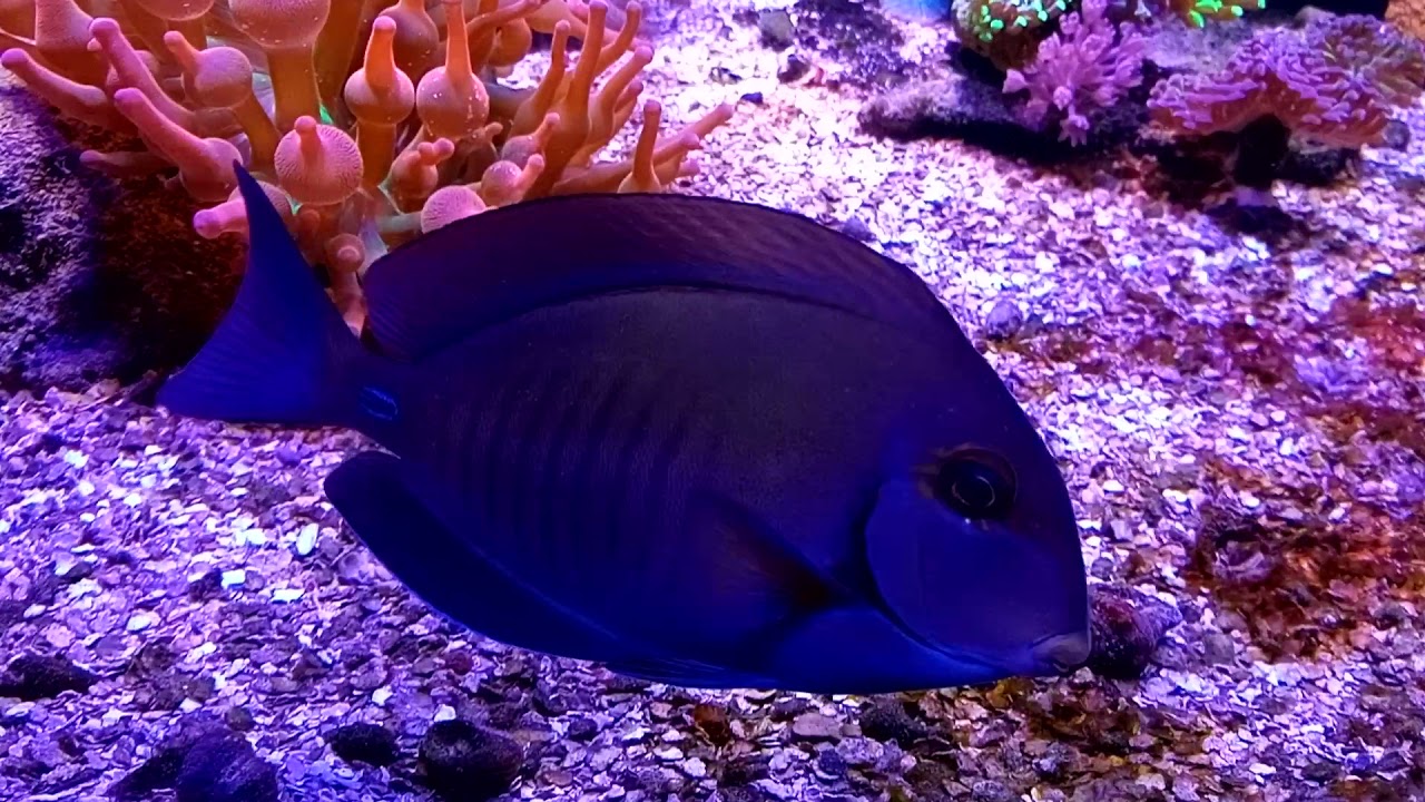 Peixes nacional Marinho- Brasilian Marine Fish