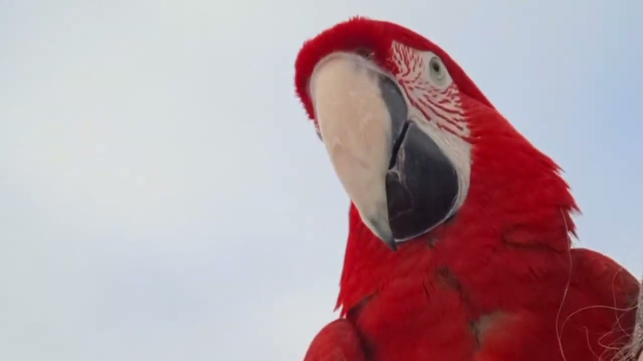 En pratglad vän på promenaden 🥰🦜