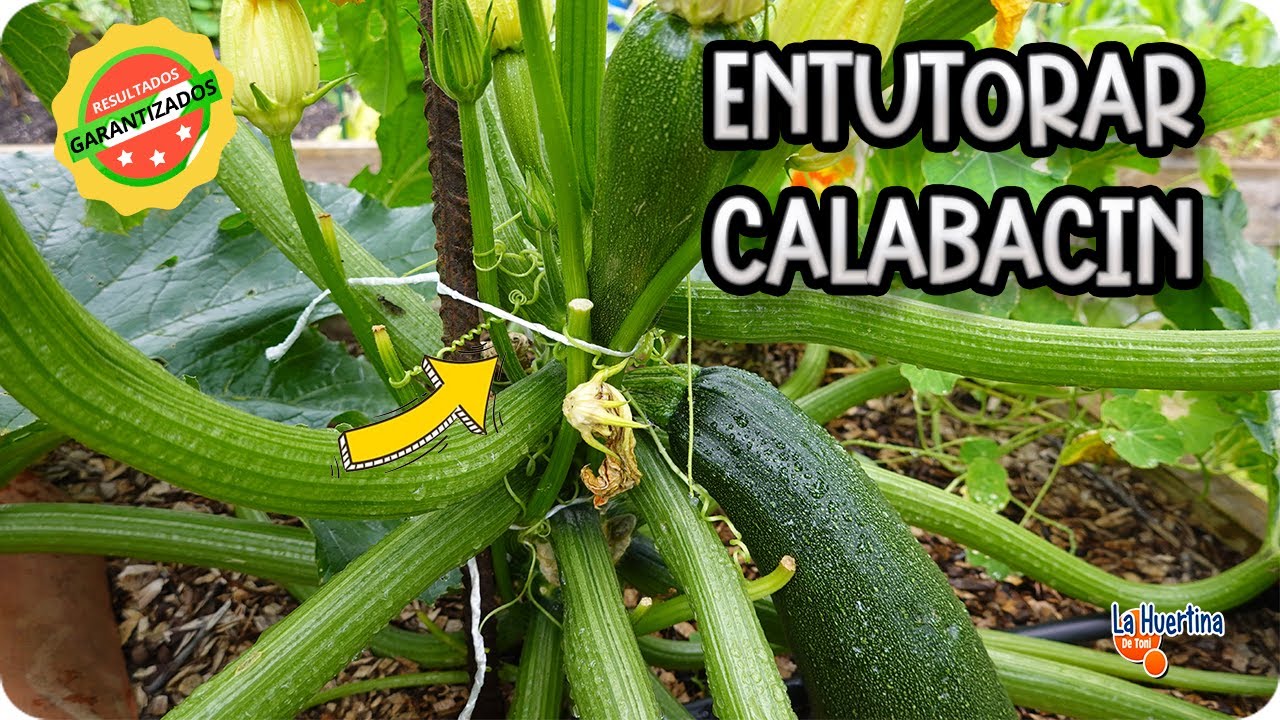 Como Podar Y Entutorar Los Calabacines || Huerto Organico || La Huertina De Toni