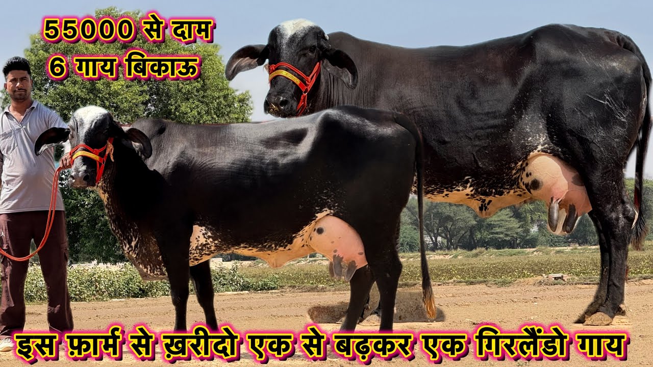 आज 55000 में मिलेगी गाय👌30 लीटर दूध कांटे तोल वाला,6 गाय बिकाऊ👍High Milking Cross Breed Cows Forsale