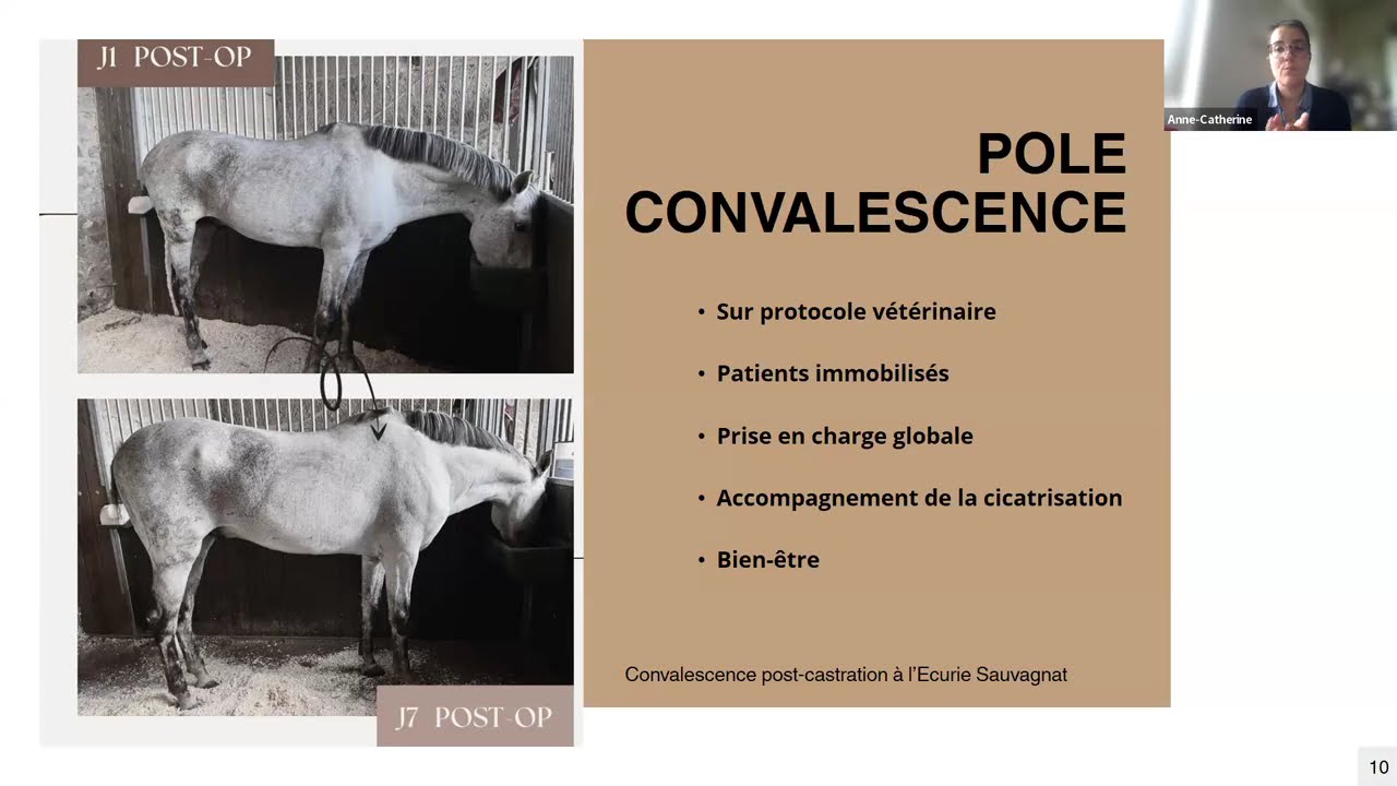 L'utilisation de la TECAR Winback sur les chevaux de sport par Anne-Catherine WEBER, ostéopathe 🐎