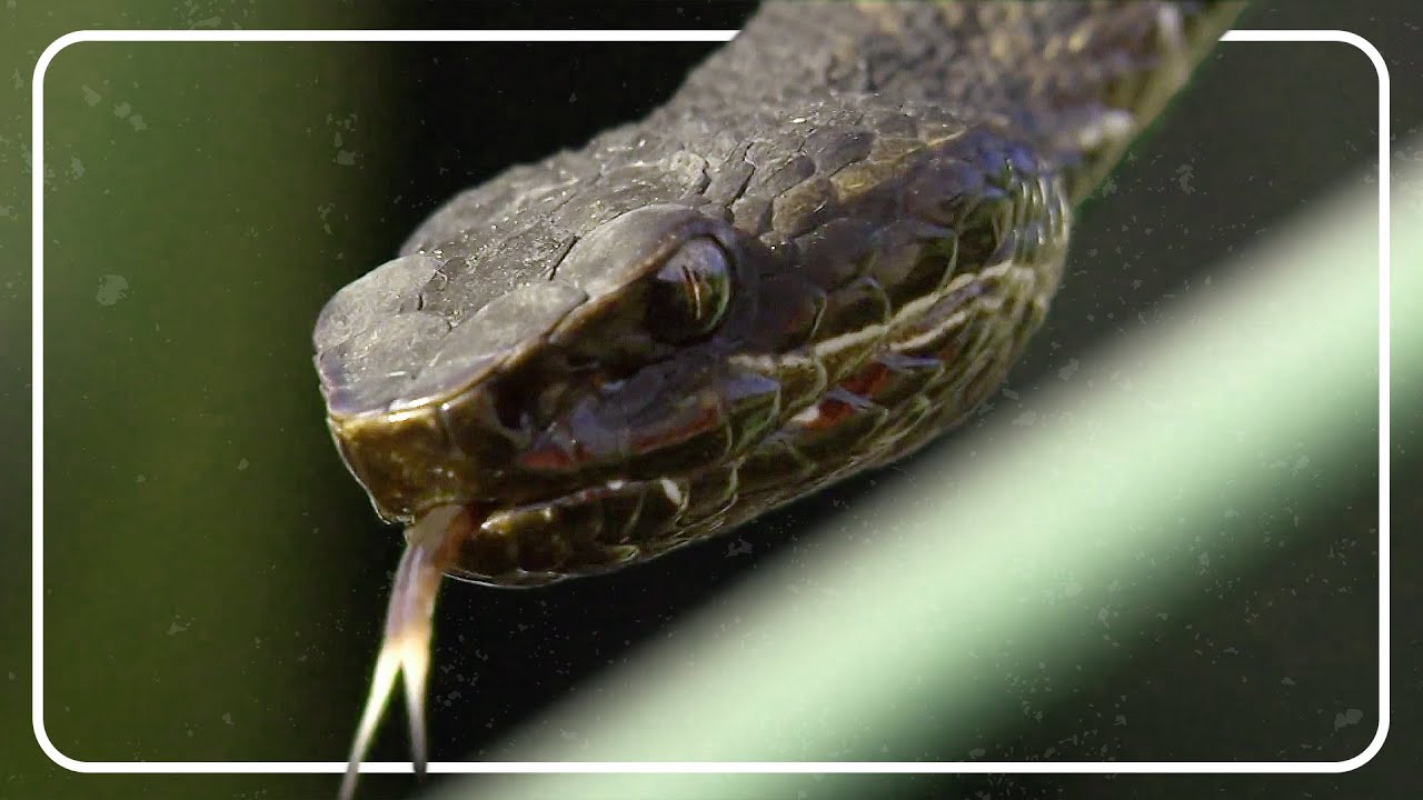 Louisiana's Reptile Invasion: Battling the Post-Katrina Wildlife Crisis