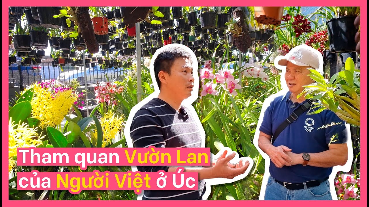 Đi Vườn Lan Người Việt ở Úc - Học Cách Trồng và Chăm Sóc Hoa Lan | Cuộc Sống Úc