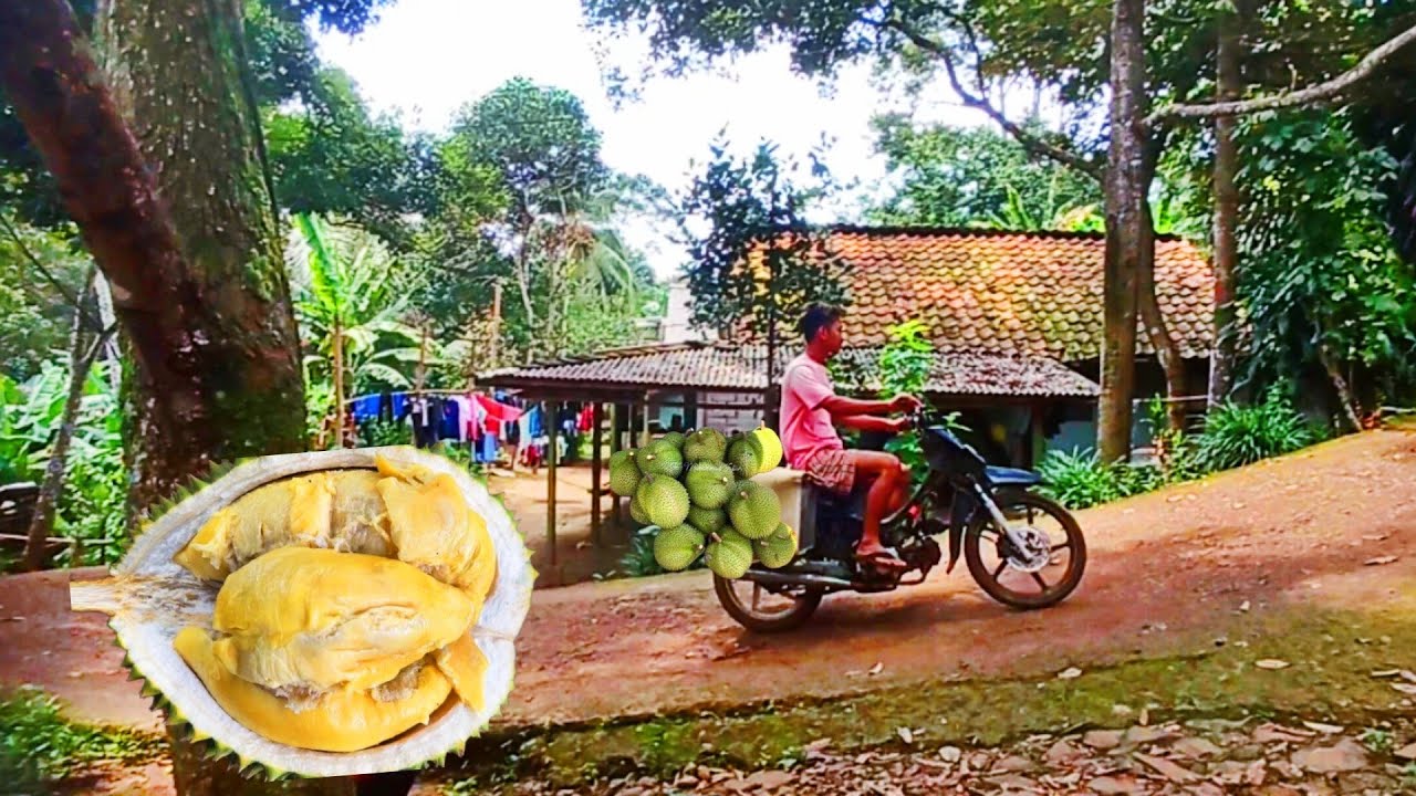 YA DI SINI !! SYURGA NYA KAMPUNG DUREN LOKAL ASLI JONGGOL,, PELOSOK PEDESAAN JAWA BARAT