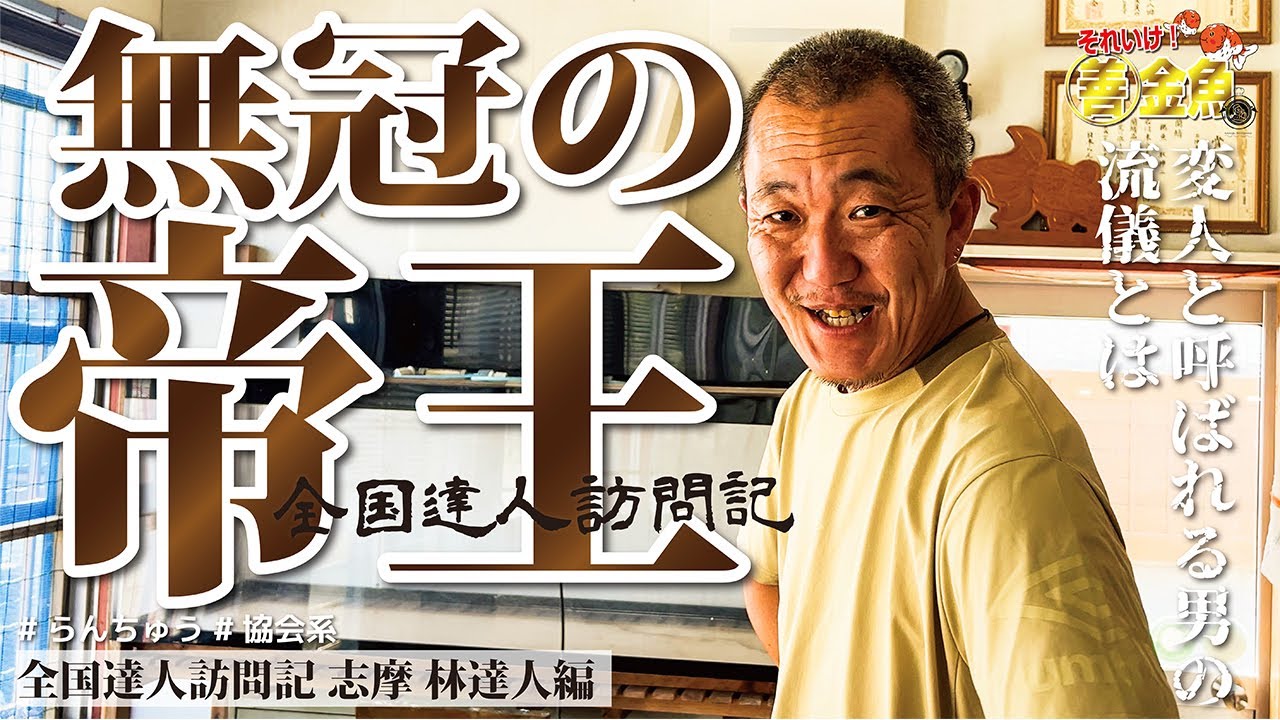 【 無冠の帝王 】 ただひたすらに向き合った26年、未だ届かない日本一。それでも必ず獲りにいく！熱意と情熱にただただ感動した！　#善金魚ちゃんねる #金魚 #goldfish #らんちゅう