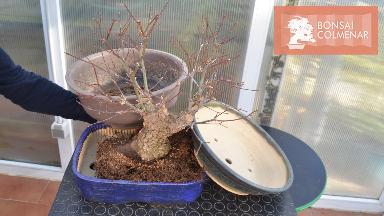 De prebonsai a bonsai | Arakawa - Bonsai Colmenar