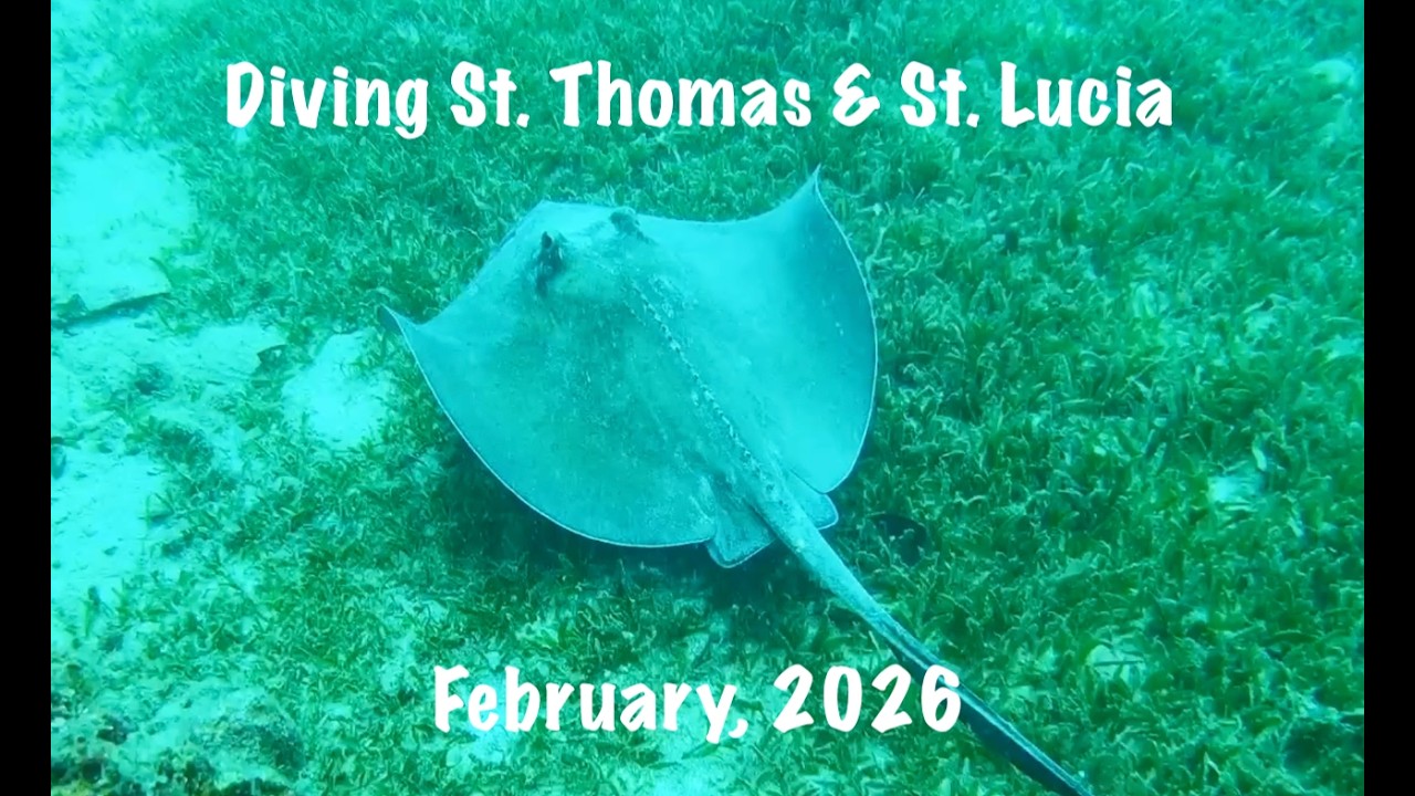 Diving St  Thomas and St  Lucia - February 2026