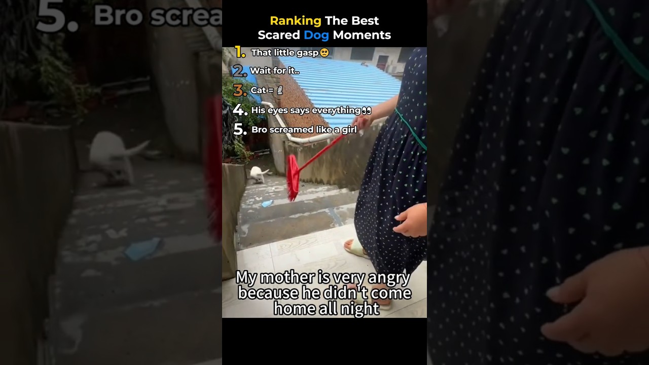 Ranking The Best Scared Dog Moments