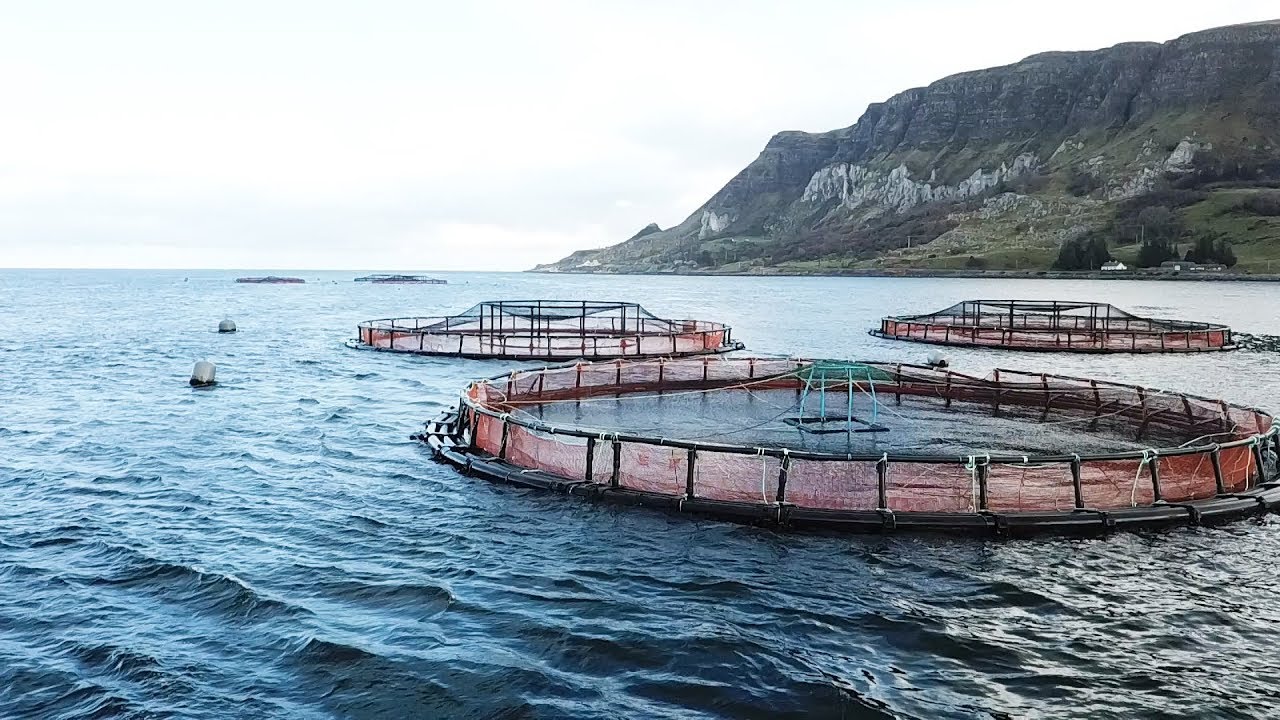 Glenarm Organic Salmon