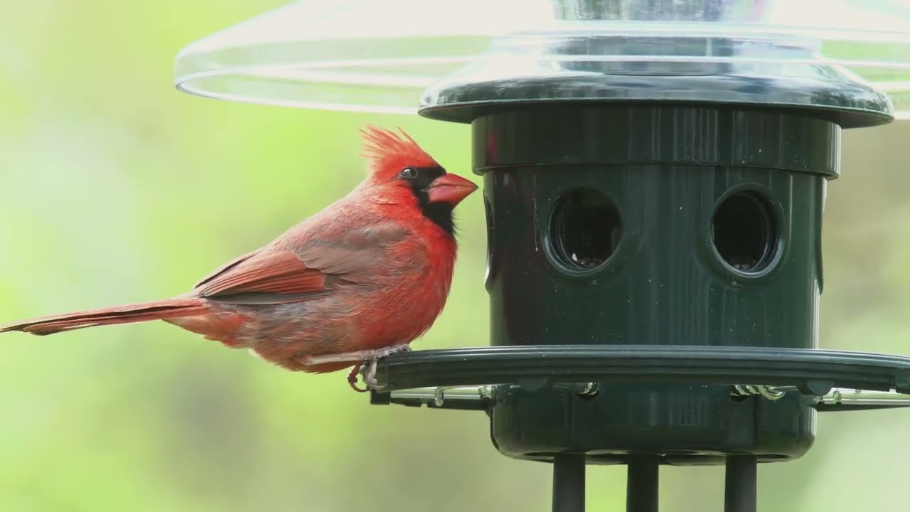 Squirrel Buster Plus Podium
