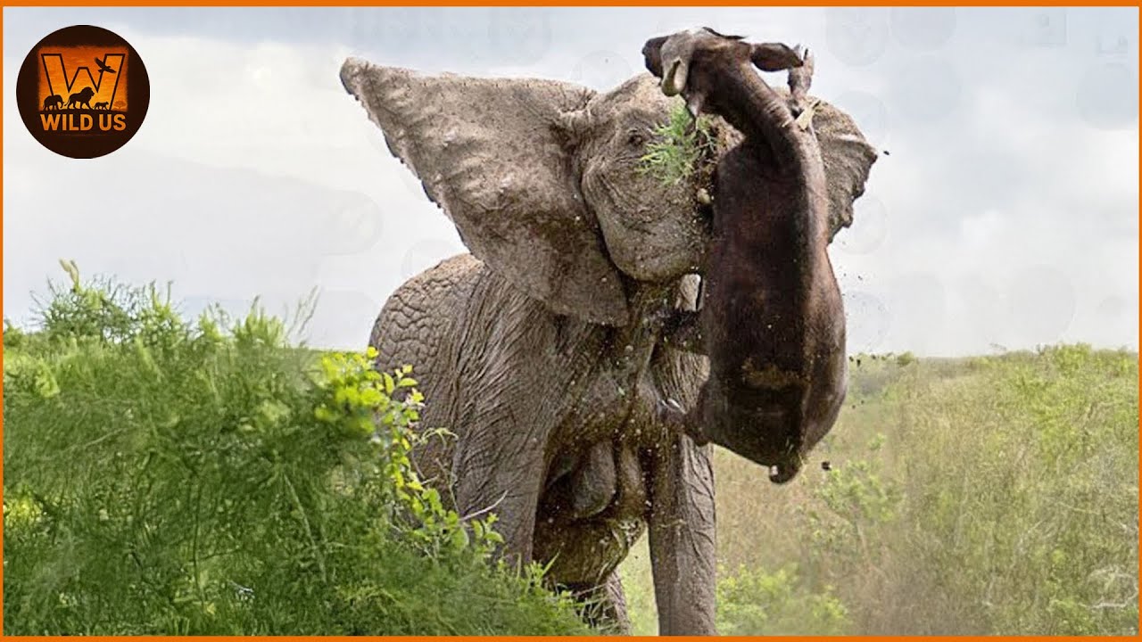 Most Terrifying Elephant Attacks Ever Recorded | Wild Animals