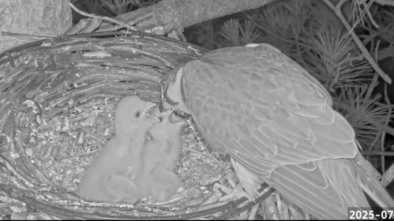 Late night dinner for two hobby chicks | Southern UK Hobby | Jul 22, 2025