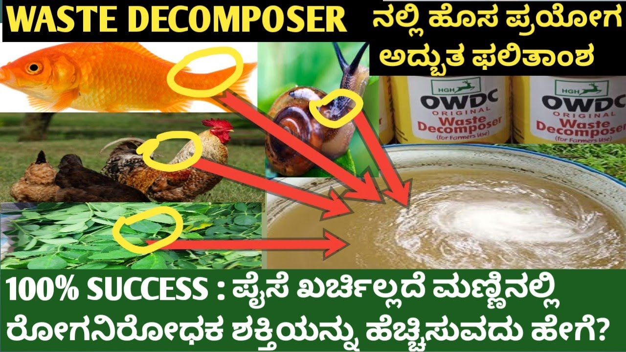 OWDC Waste Decomposer!100%SUCCESS:ಪೈಸೆ ಖರ್ಚಿಲ್ಲದೆ ಮಣ್ಣಿನಲ್ಲಿ ರೋಗನಿರೋಧಕ ಶಕ್ತಿಯನ್ನು ಹೆಚ್ಚಿಸುವದು ಹೇಗೆ?