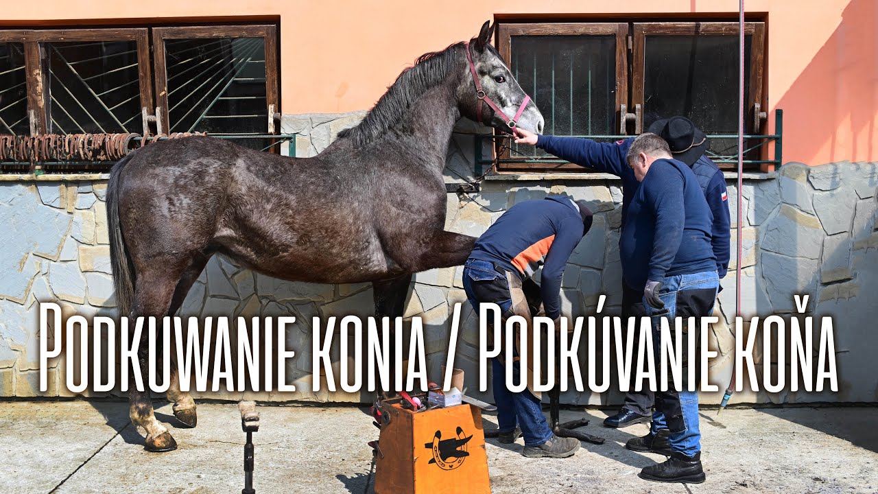 Podkuwanie konia / Podkúvanie koňa /4K 50p