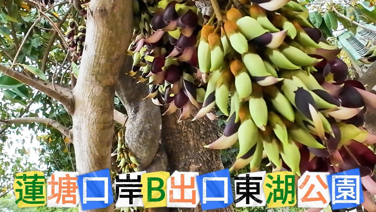 蓮塘口岸B出口東湖公園  #中國 #China #深圳 #Shenzhen #蓮塘口岸 #東湖公園
