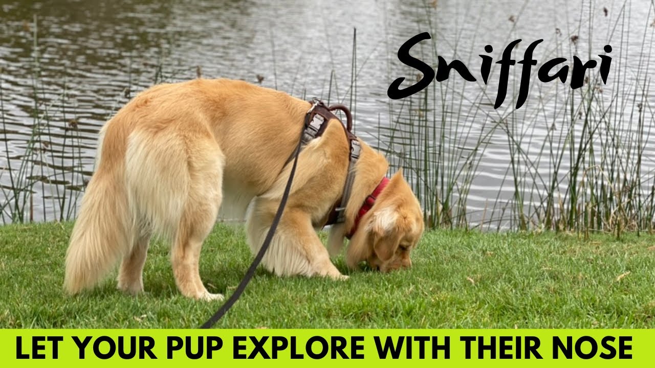 Transform Your Dog&rsquo;s Walks with a Sniffari! 🐾🐾🐾