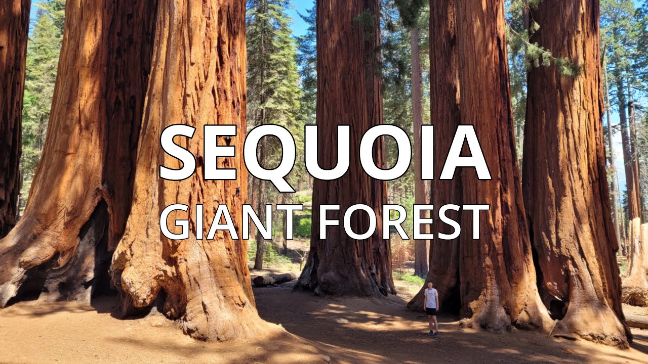 SEQUOIA NATIONAL PARK, California 🇺🇸