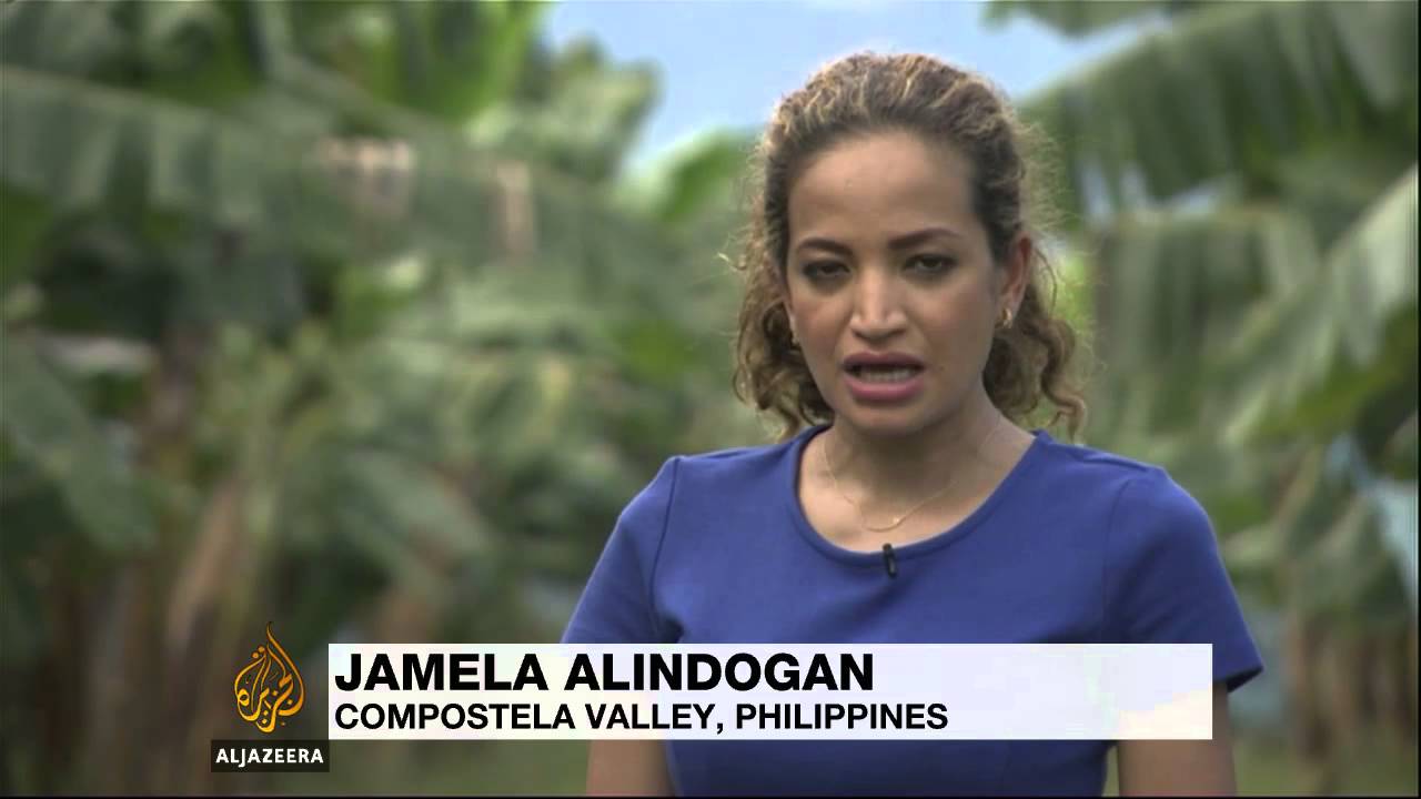 'Panama disease' destroys Philippine banana orchards