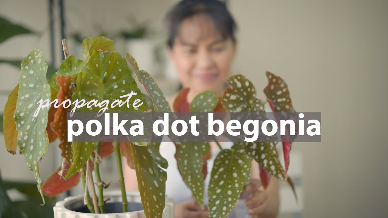 Как размножить бегонию горошек черенками | Begonia Maculata