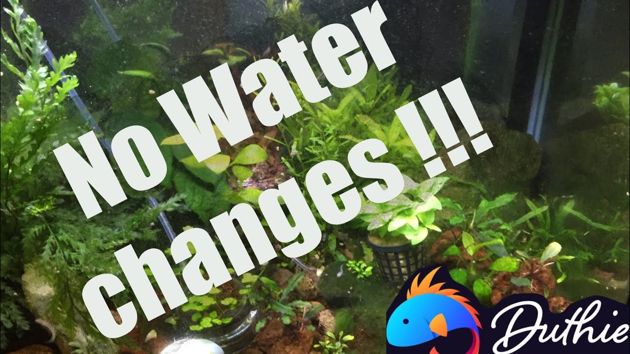 No water change aquarium