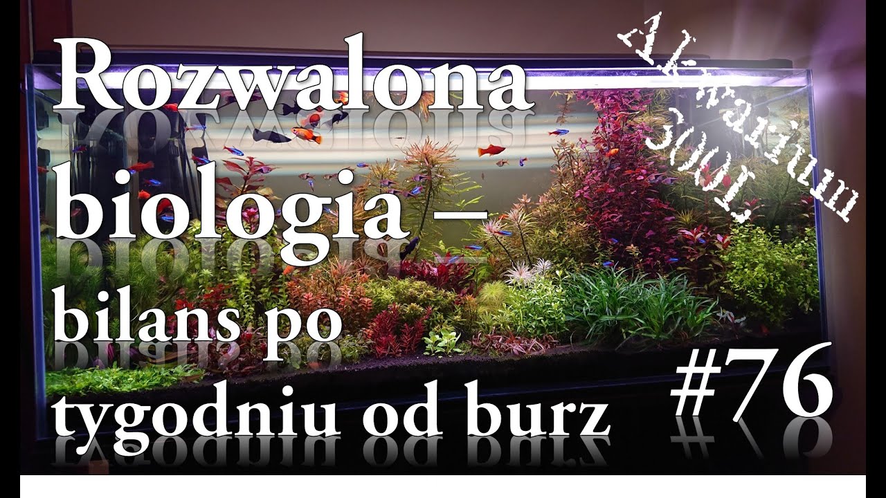 Akwarystyka - 076. Rozwalona biologia i blians po burzach