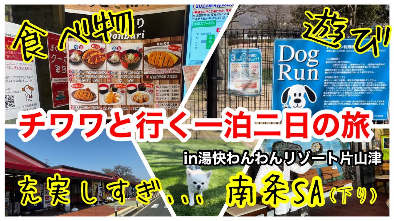 チワワと一緒に旅に出る🐶SA編