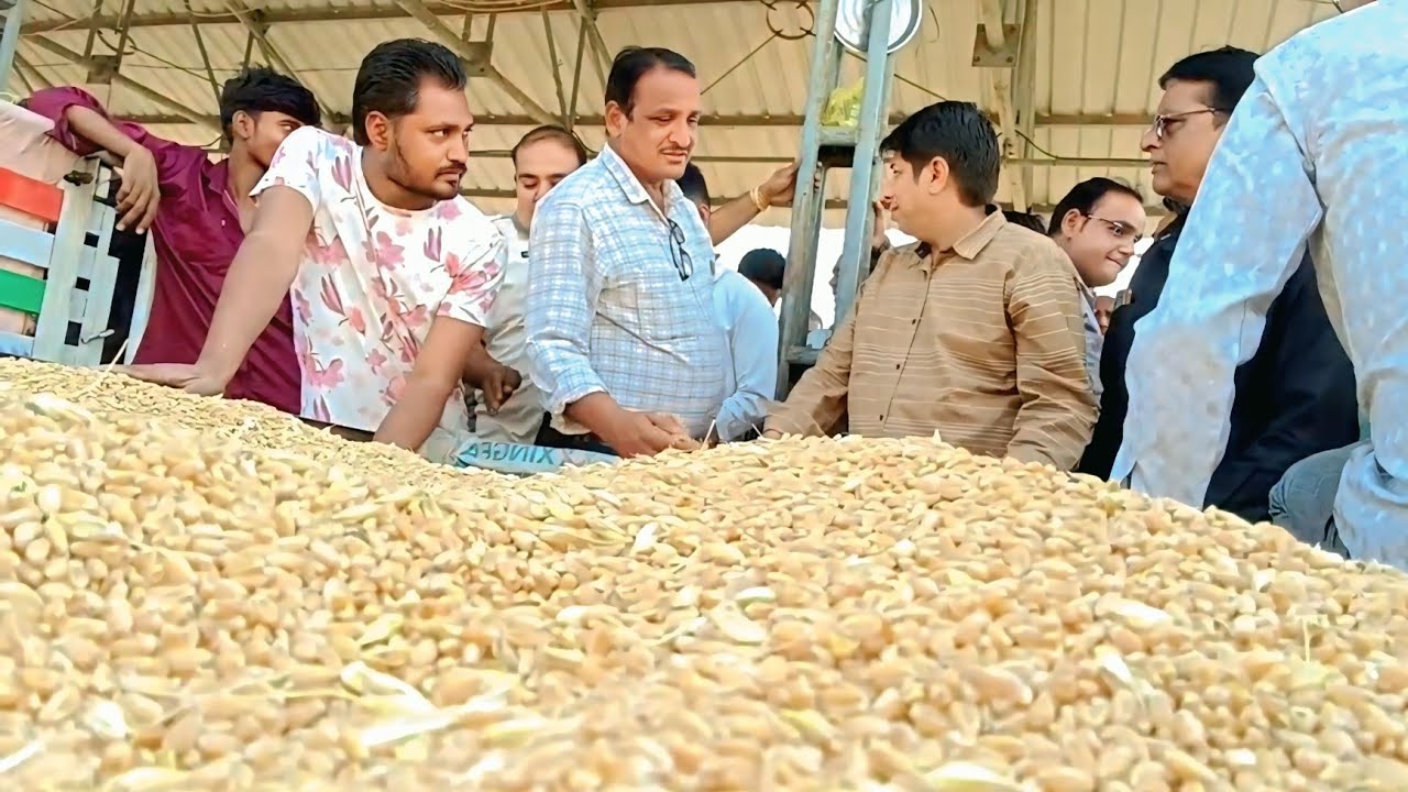 आज मंडी में नया डालर चने देशी चने गेहूं मक्का का भाव देखे || Dalar deshi chane ka kukshi Mandi bhav