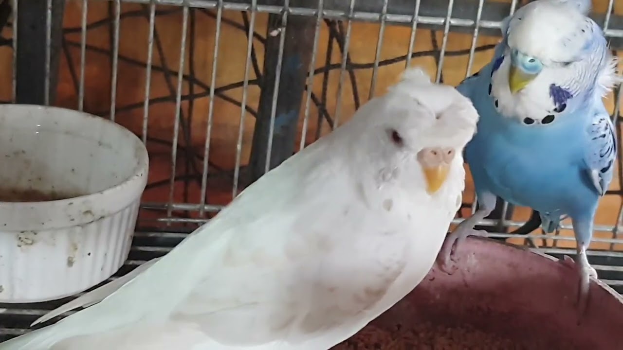 All of my Budgie Breeders update