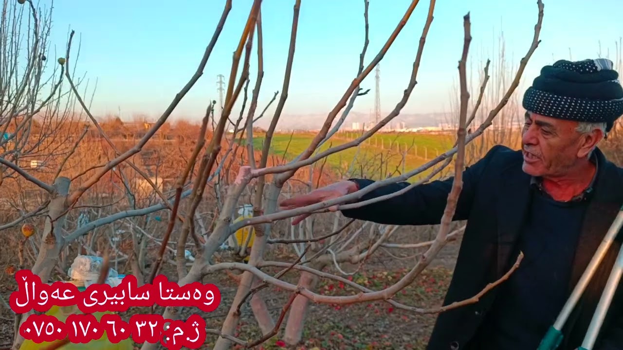 چۆنییەتی بڕینی درەختەکانمان و دەرمانە سوورەکردنی بە تایبەتی هەنجیر
