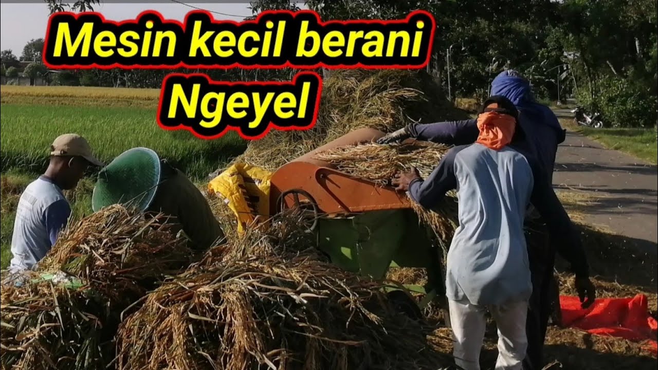 Proses merontokkan padi || panen lor parine
