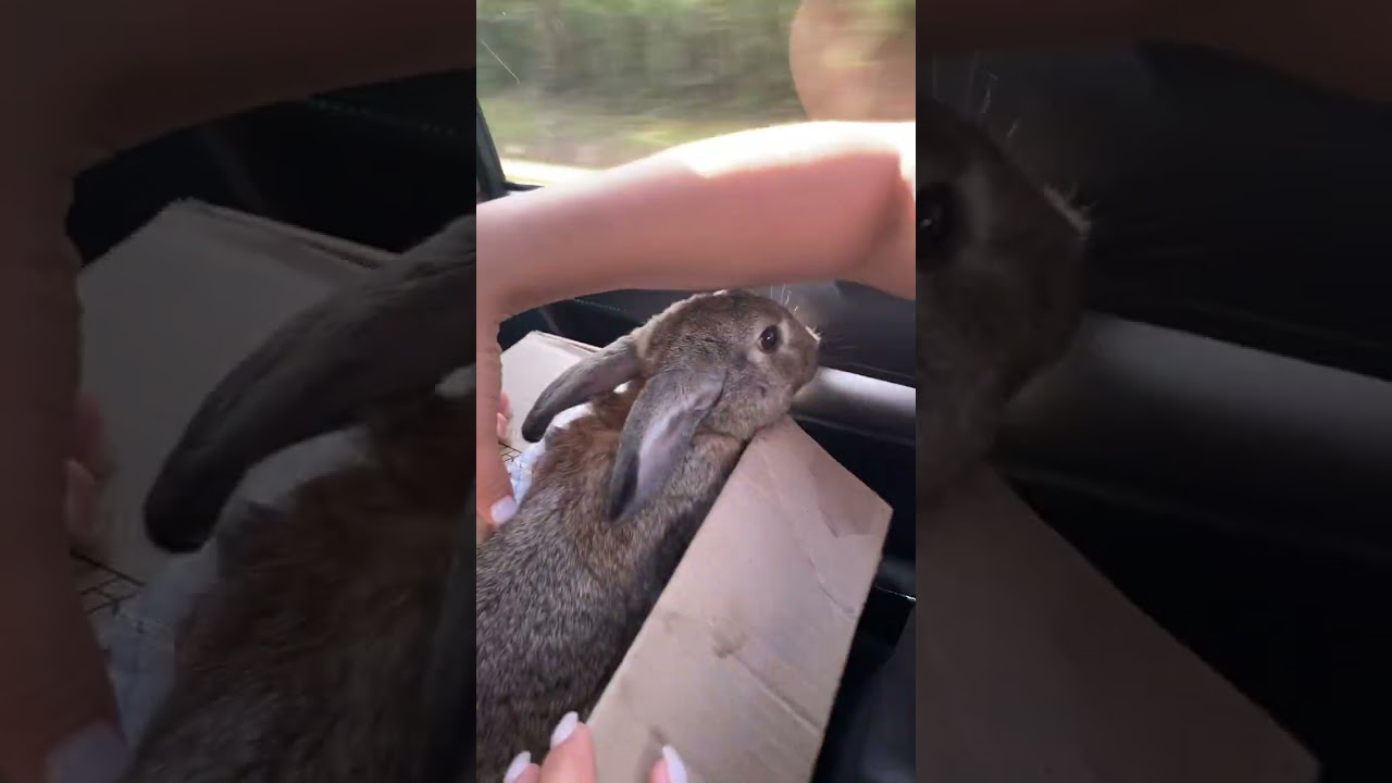 Clips de animales divertidos parte 2