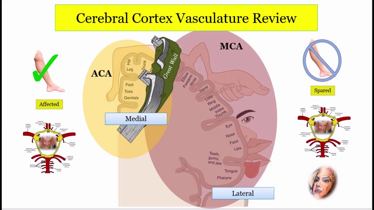 12DaysinMarch, Stroke Localization (Cortical), Part 1 of 3 for the USMLE Step One Exam